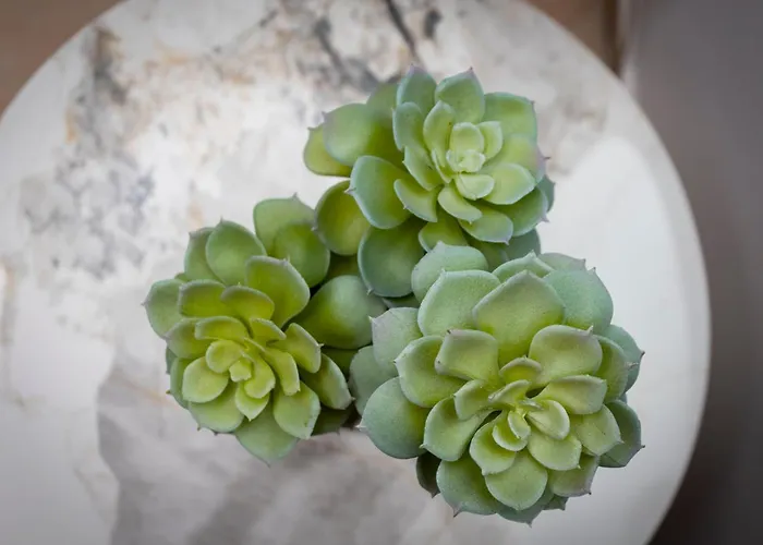 Palm By Trulycyprus *