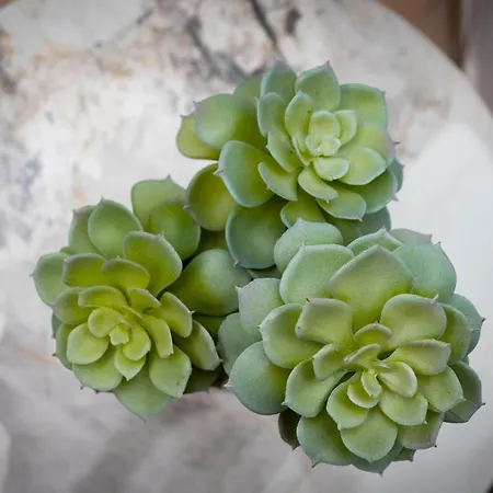 Palm By Trulycyprus *